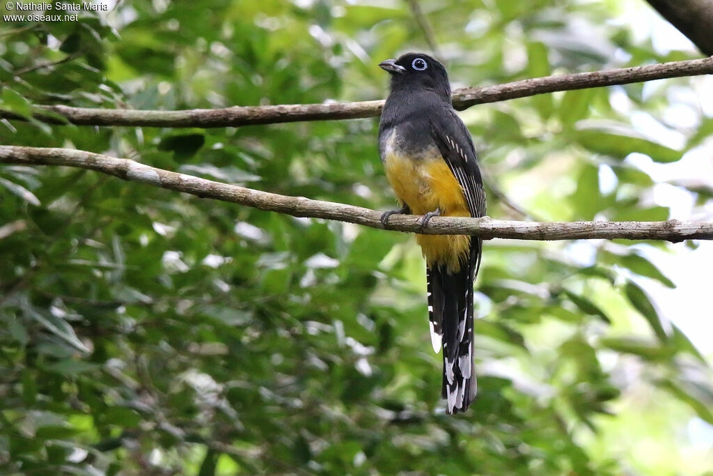 Black-headed Trogon female adult