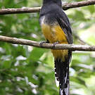 Trogon à tête noire