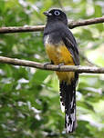 Trogon à tête noire