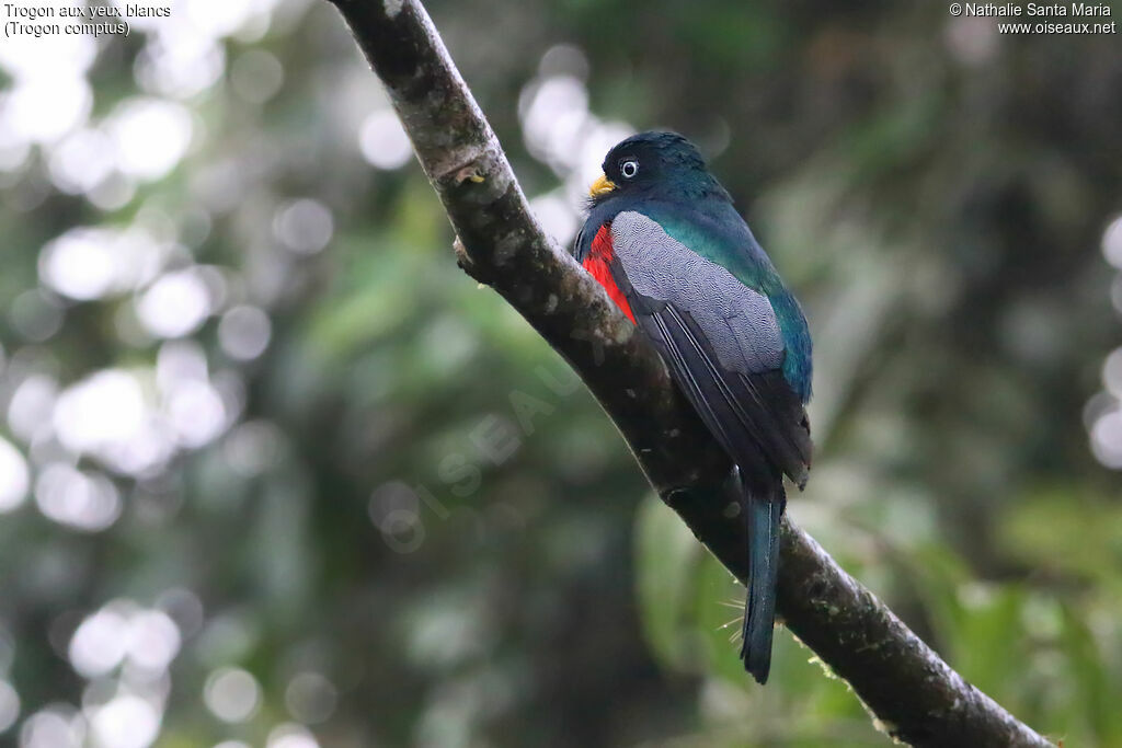 Trogon aux yeux blancs mâle adulte, identification