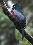 Trogon aux yeux blancs