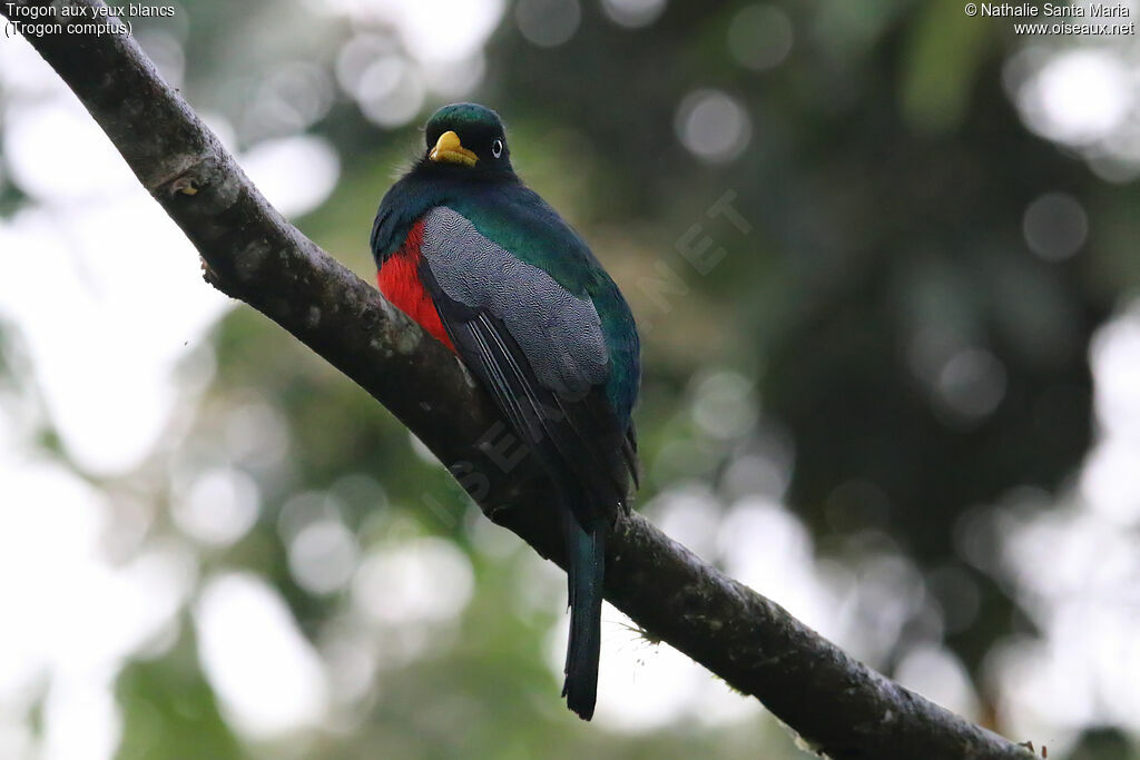 Trogon aux yeux blancs mâle adulte, identification