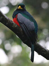 Trogon aux yeux blancs