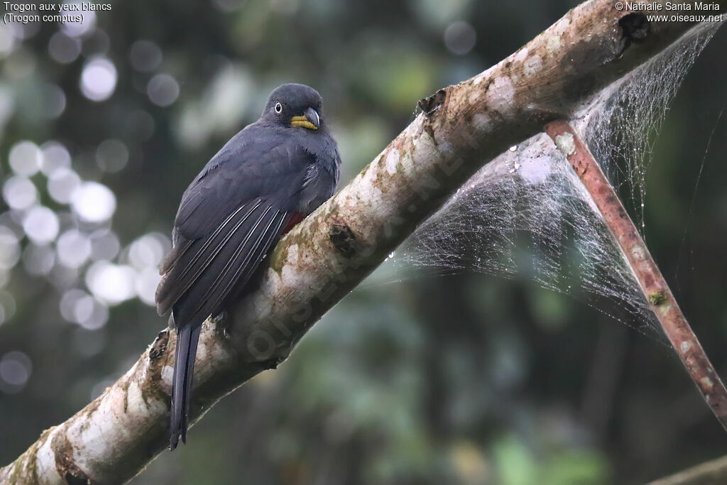 Choco Trogon female adult, identification