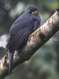 Trogon aux yeux blancs