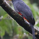 Trogon aux yeux blancs