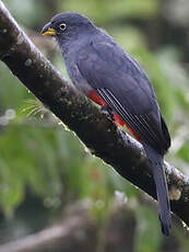 Trogon aux yeux blancs