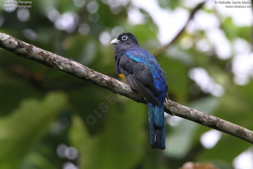 White-tailed Trogon male adult breeding, identification