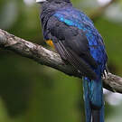Trogon de Panama