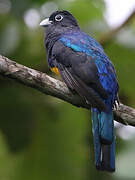 White-tailed Trogon