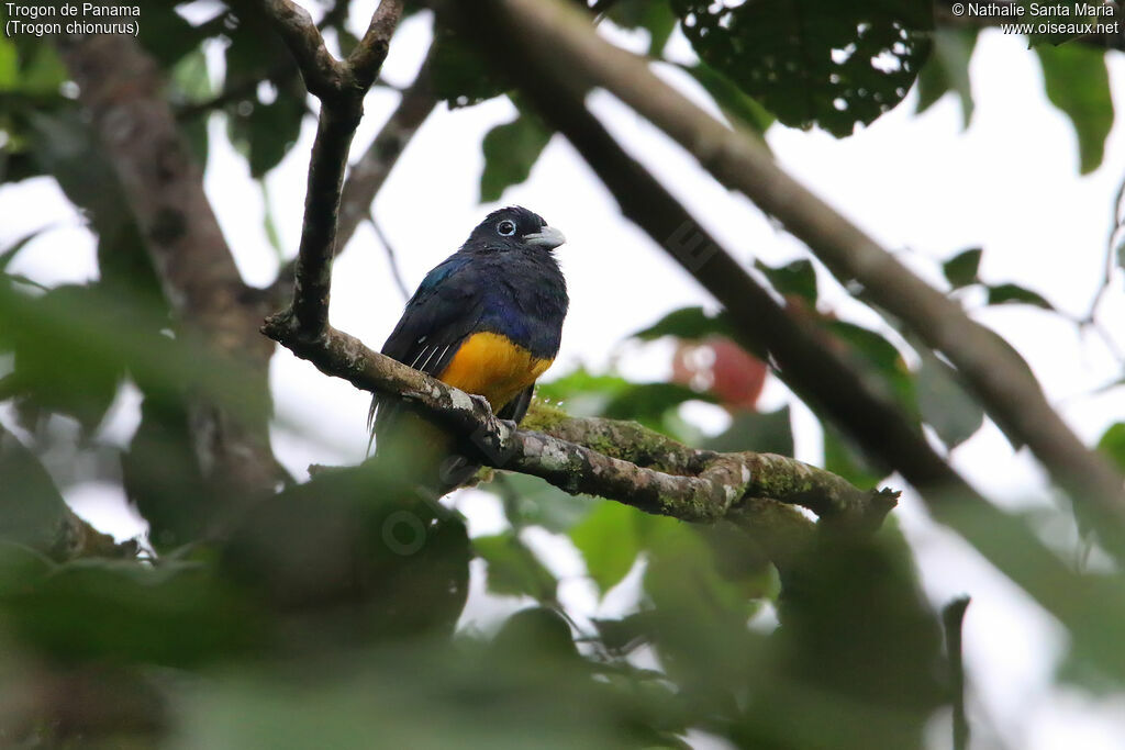 Trogon de Panama mâle adulte, habitat