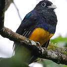 Trogon de Panama