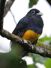 Trogon de Panama