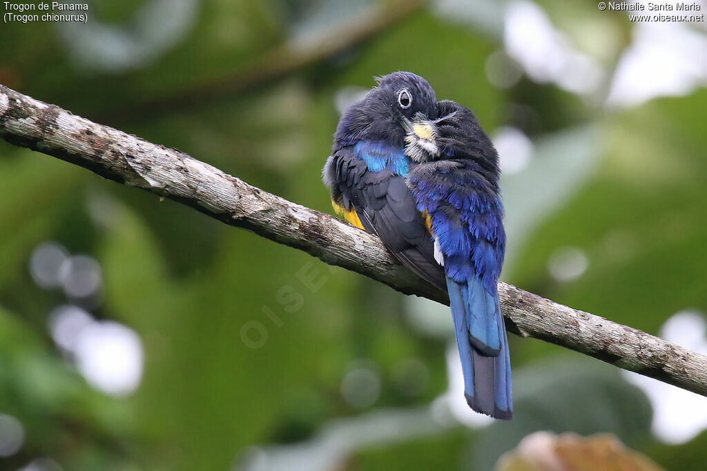 Trogon de Panama mâle, identification, soins