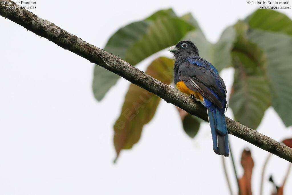 Trogon de Panama mâle, identification