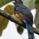 Trogon de Panama
