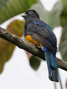 White-tailed Trogon