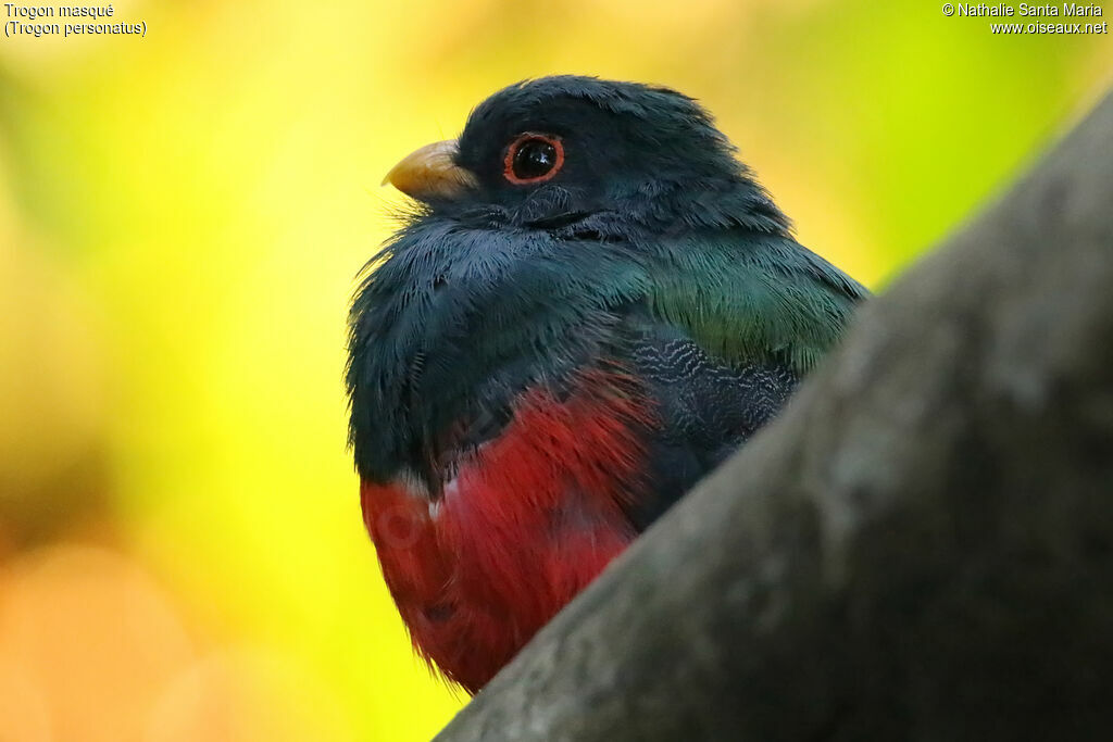 Masked Trogon male adult, close-up portrait