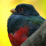 Trogon masqué