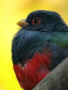 Trogon masqué