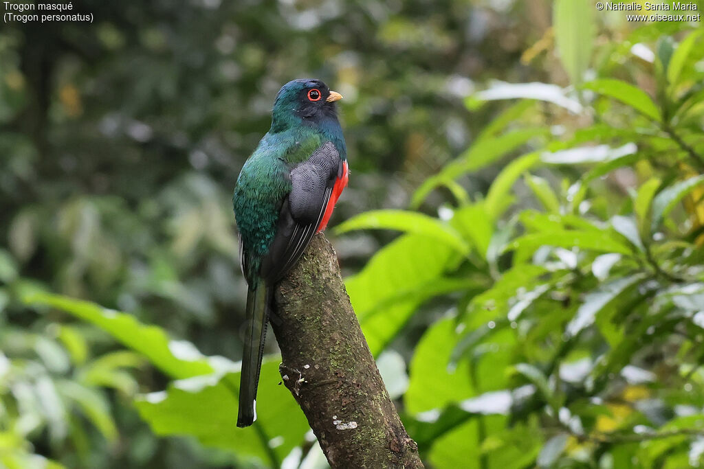 Trogon masqué mâle adulte, identification
