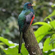 Trogon masqué