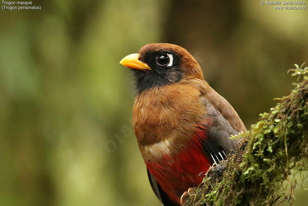 Trogon masqué femelle adulte, identification