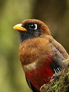 Trogon masqué