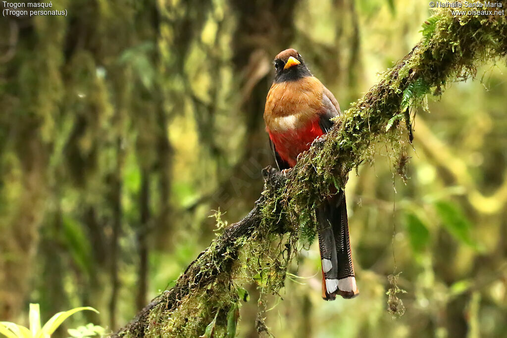 Masked Trogon female adult, identification