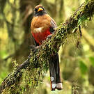 Trogon masqué