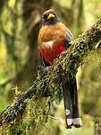 Trogon masqué