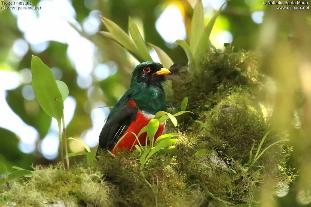 Trogon masqué mâle adulte, identification