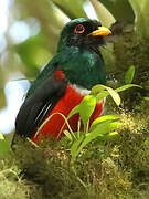 Masked Trogon