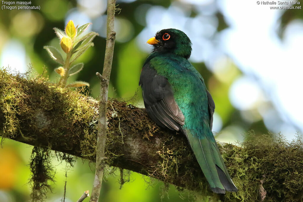 Masked Trogon male adult, identification