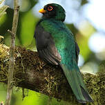 Trogon masqué