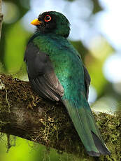 Trogon masqué