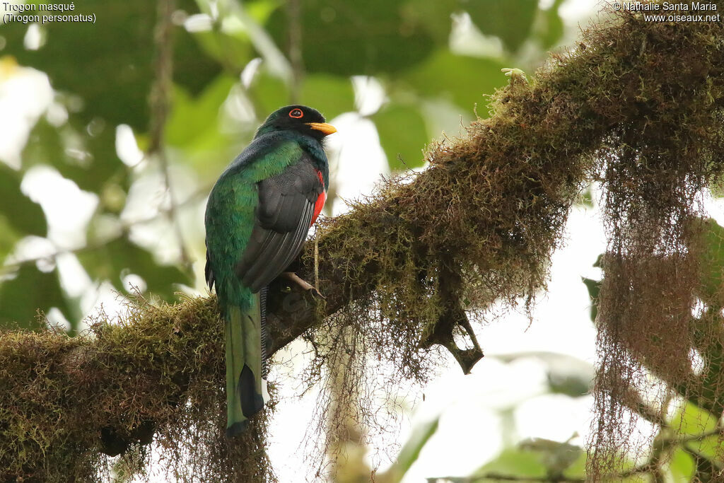 Masked Trogon male adult, identification