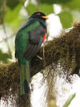 Trogon masqué