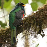 Trogon masqué