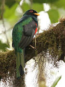 Masked Trogon