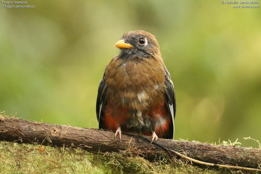 Trogon masquéimmature, identification