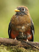 Trogon masqué