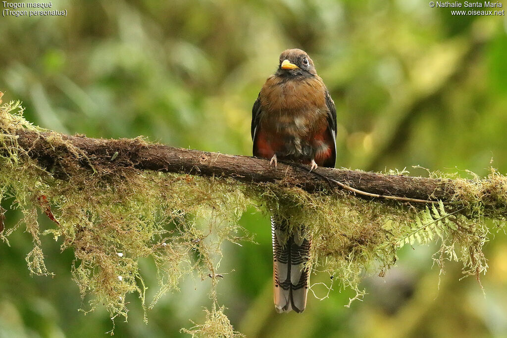 Masked Trogonimmature, identification