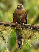 Trogon masqué