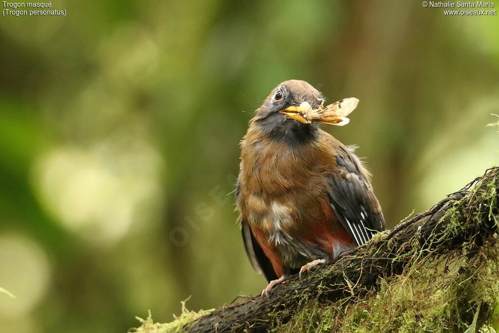 Trogon masquéimmature, identification, régime, mange