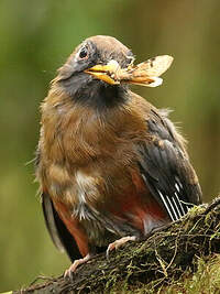 Trogon masqué