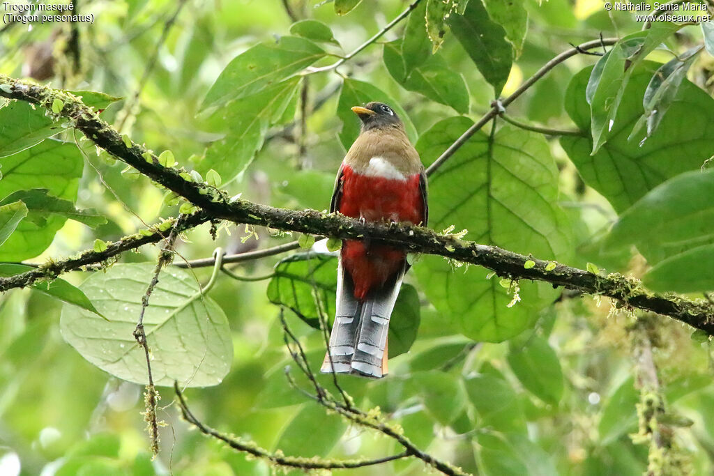 Trogon masqué femelle, identification