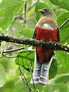 Trogon masqué