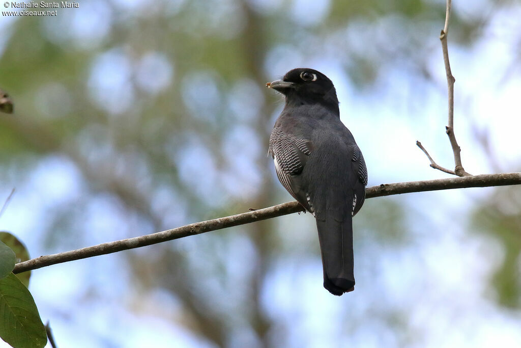 Trogon pattu