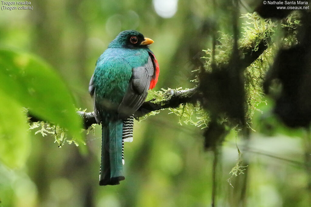 Trogon rosalba mâle adulte, identification